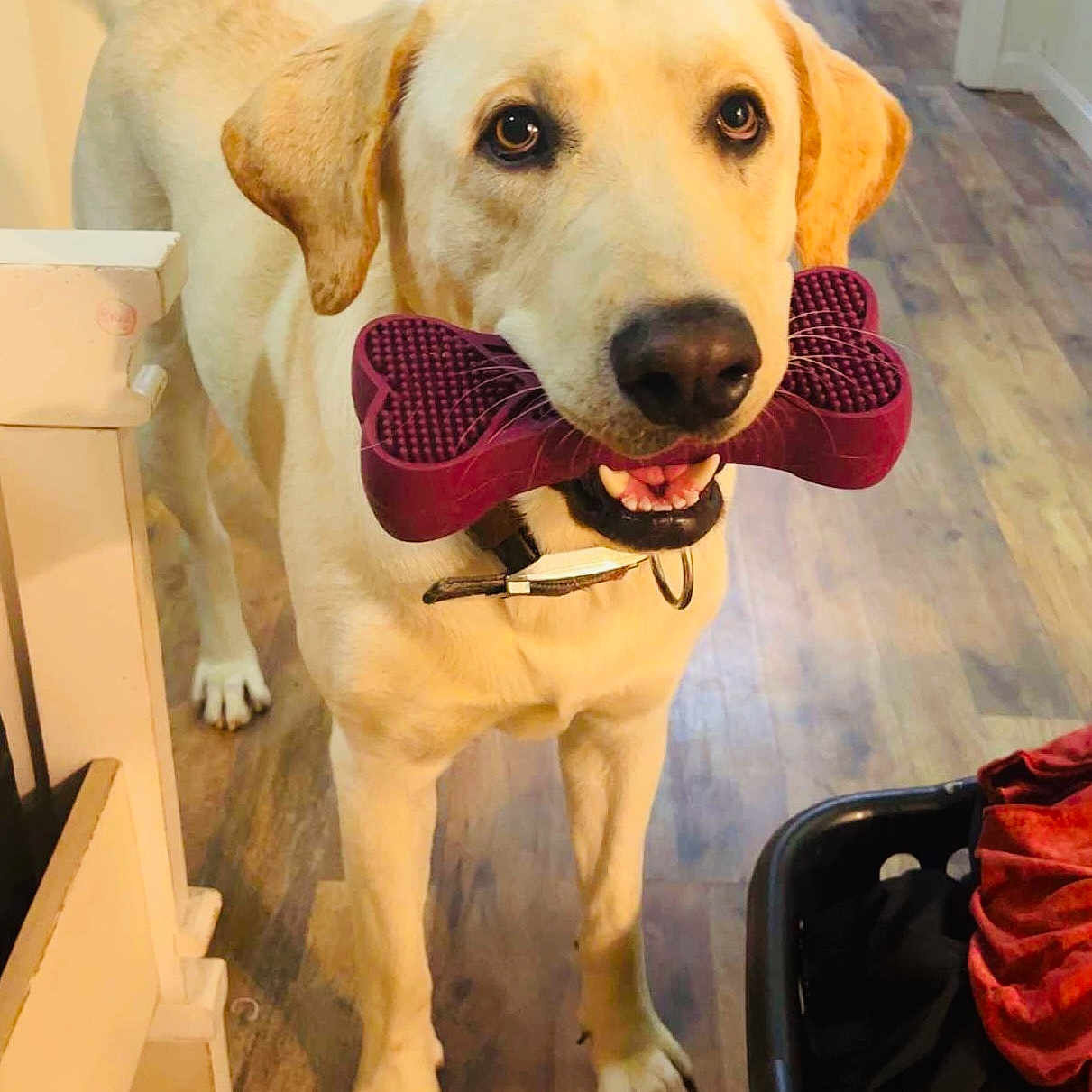 Bo is registered to the contest to win money with this photo: animal, baggage, canine, chair, cushion, dog, drawer, furniture, goldenretriever, homedecor, hound, labradorretriever, pet, puppy, racket, snout, sport, tennis, tennisracket, whitedog