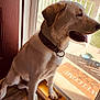 Bo joined the competition — help win amazing prizes! animal, architecture, building, canine, dog, door, hardwood, hound, indoors, interiordesign, labradorretriever, mat, outdoors, pet, pointer, puppy, shelter, window, windowsill, wood