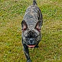 Guizmo participe au concours pour gagner de l'argent avec cette photo : dog, french_bulldog, brindle, grass, outdoor, pet, animal, canine, small_dog, ears, tongue, walking, nature, happy, playful, mammal, fur, cute, friendly, companion