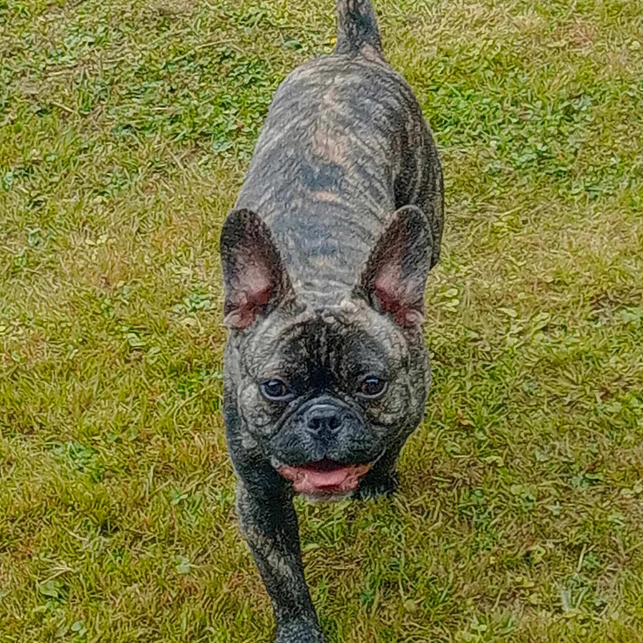 Guizmo participe au concours pour gagner de l'argent avec cette photo : animal, brindle, canine, companion, cute, dog, ears, french_bulldog, friendly, fur, grass, happy, mammal, nature, outdoor, pet, playful, small_dog, tongue, walking