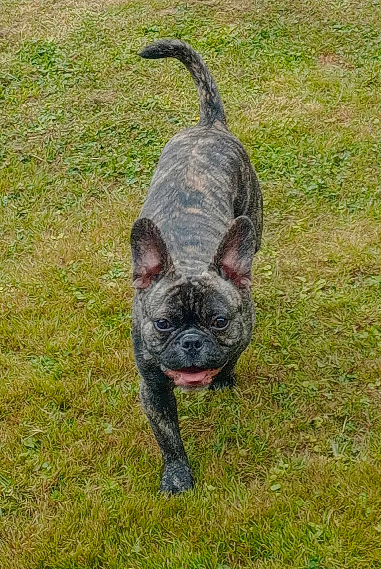 Guizmo participe au concours pour gagner de l'argent avec cette photo : dog, french_bulldog, brindle, grass, outdoor, pet, animal, canine, small_dog, ears, tongue, walking, nature, happy, playful, mammal, fur, cute, friendly, companion