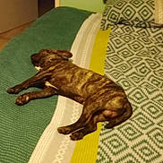 Guizmo participe au concours pour gagner de l'argent avec cette photo : dog, sleeping, bed, blanket, patterned_blanket, green, yellow, white, brindle, indoor, cozy, resting, canine, paw, fur, relaxation, home, comfort, animal, nap