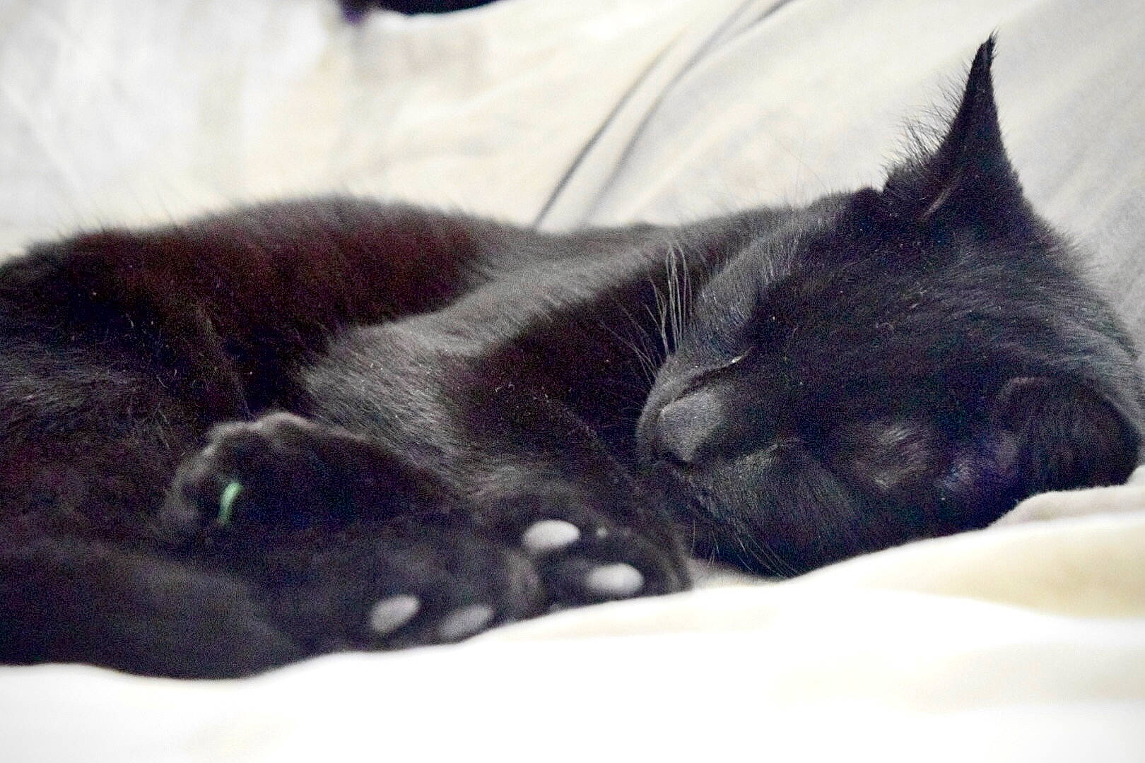 Agnes joined the competition — help win amazing prizes! black_cat, carnivore, cat, claw, comfort, domestic_short_haired_cat, felidae, fur, grey, mammal, monochrome_photography, nap, paw, sleep, small_to_medium_sized_cats, snout, tail, terrestrial_animal, vertebrate, whiskers