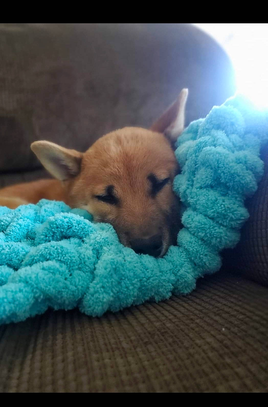 Jotaro joined the competition — help win amazing prizes! carnivore, cloud, companion_dog, couch, dog, dog_breed, dog_toy, fawn, fur, linens, nap, paw, snout, stuffed_toy, tail, textile, toy_dog, whiskers, wood, working_animal