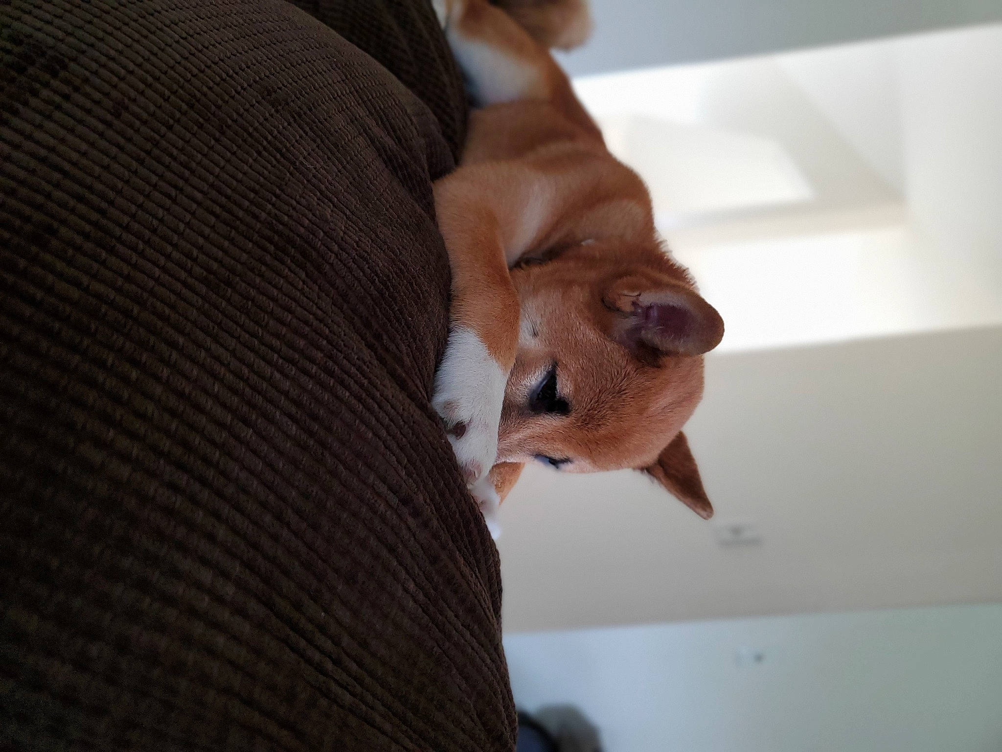 Jotaro is registered to the contest to win money with this photo: canidae, carnivore, comfort, companion_dog, dog, dog_breed, ear, fawn, felidae, flooring, formal_wear, fur, gesture, hardwood, human_leg, small_to_medium_sized_cats, snout, sporting_group, whiskers, wood