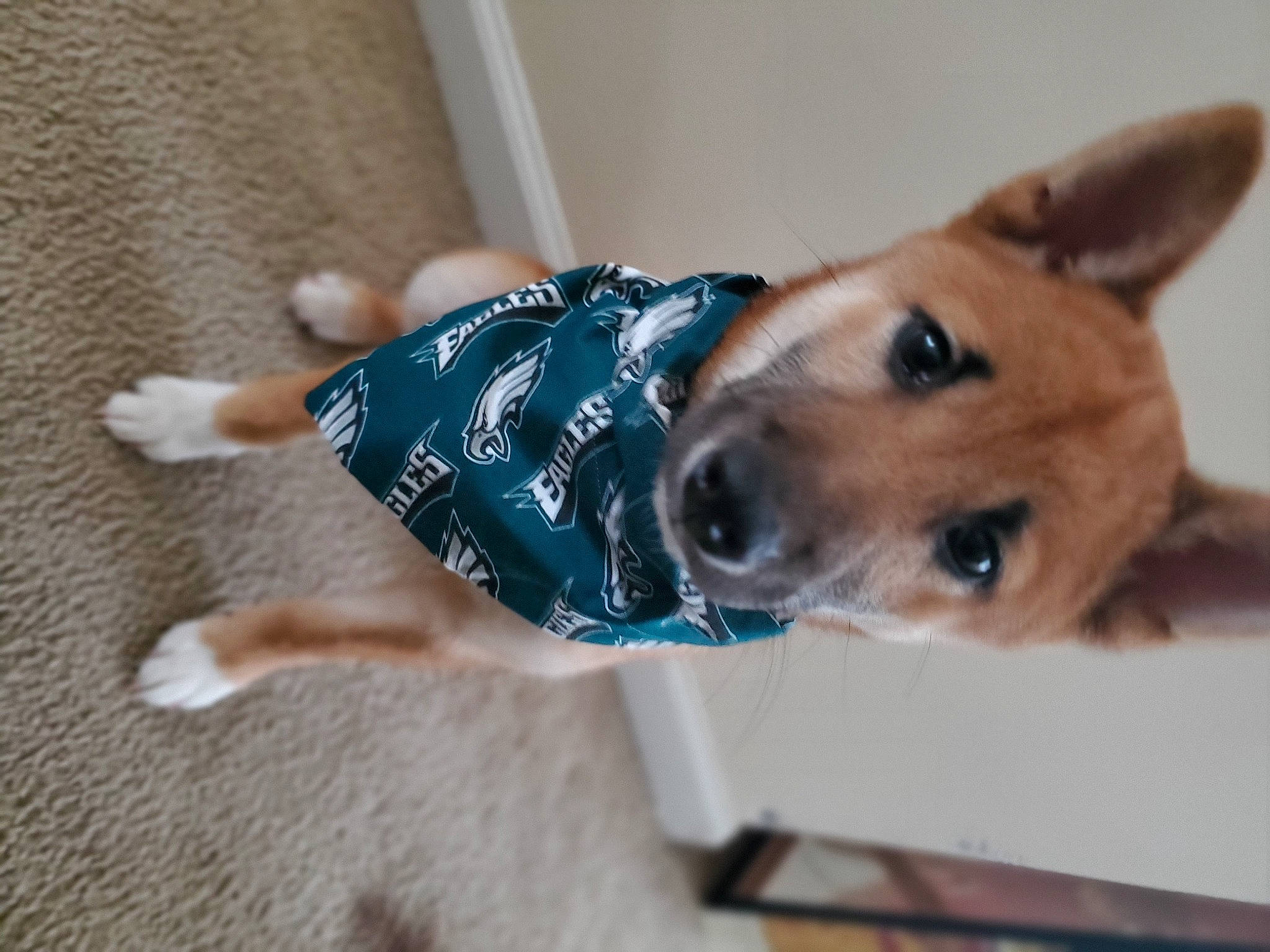 Jotaro joined the competition — help win amazing prizes! canidae, carnivore, collar, companion_dog, dog, dog_breed, dog_collar, dog_supply, door, fawn, flooring, fur, jaw, pet_supply, snout, sporting_group, vertebrate, whiskers, wood, working_animal