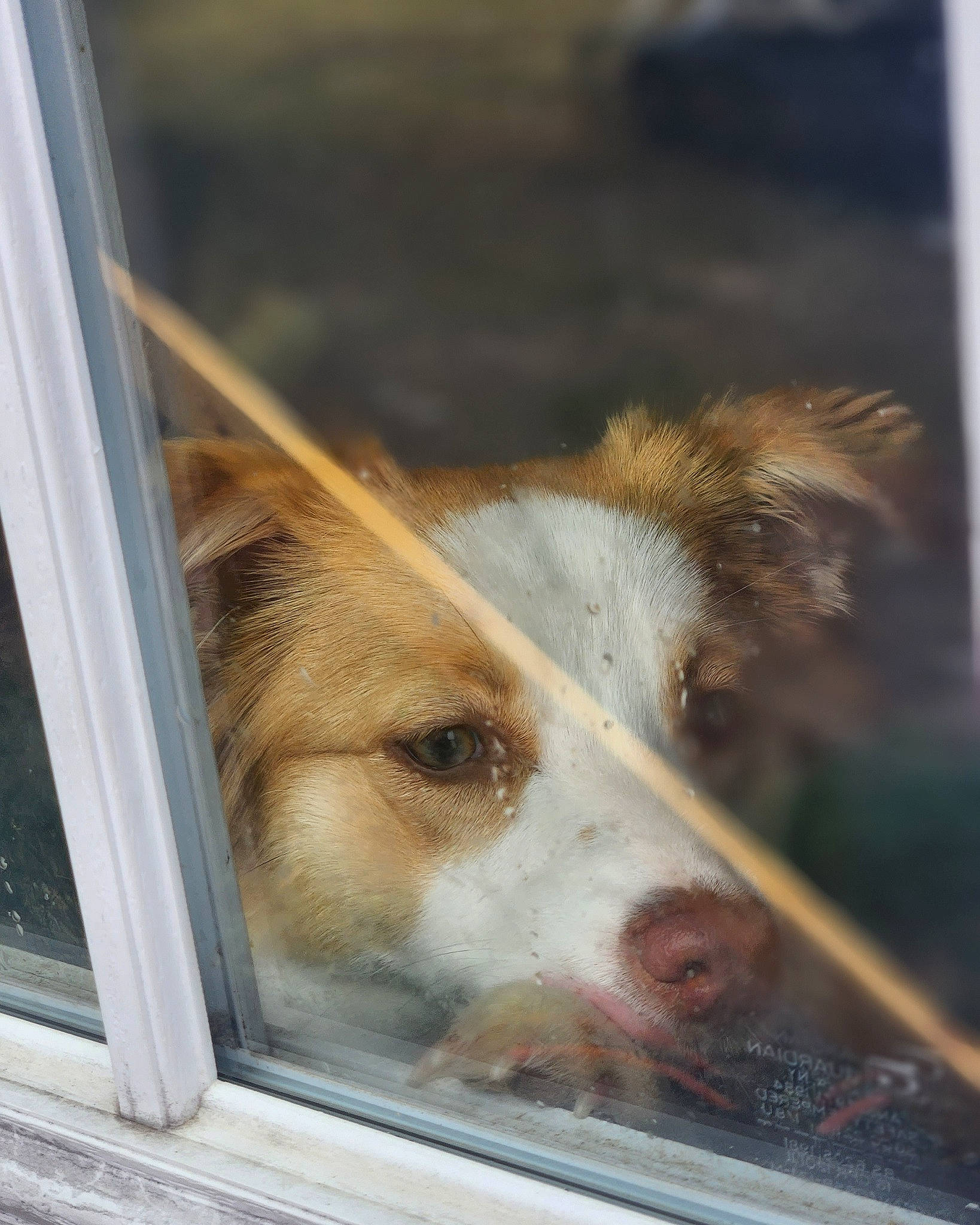 Lucy is registered to the contest to win money with this photo: animal_shelter, cage, canidae, carnivore, companion_dog, dog, dog_breed, fawn, fur, herding_dog, pet_supply, scotch_collie, service, snout, sporting_group, terrestrial_animal, whiskers, wildlife, window, wood