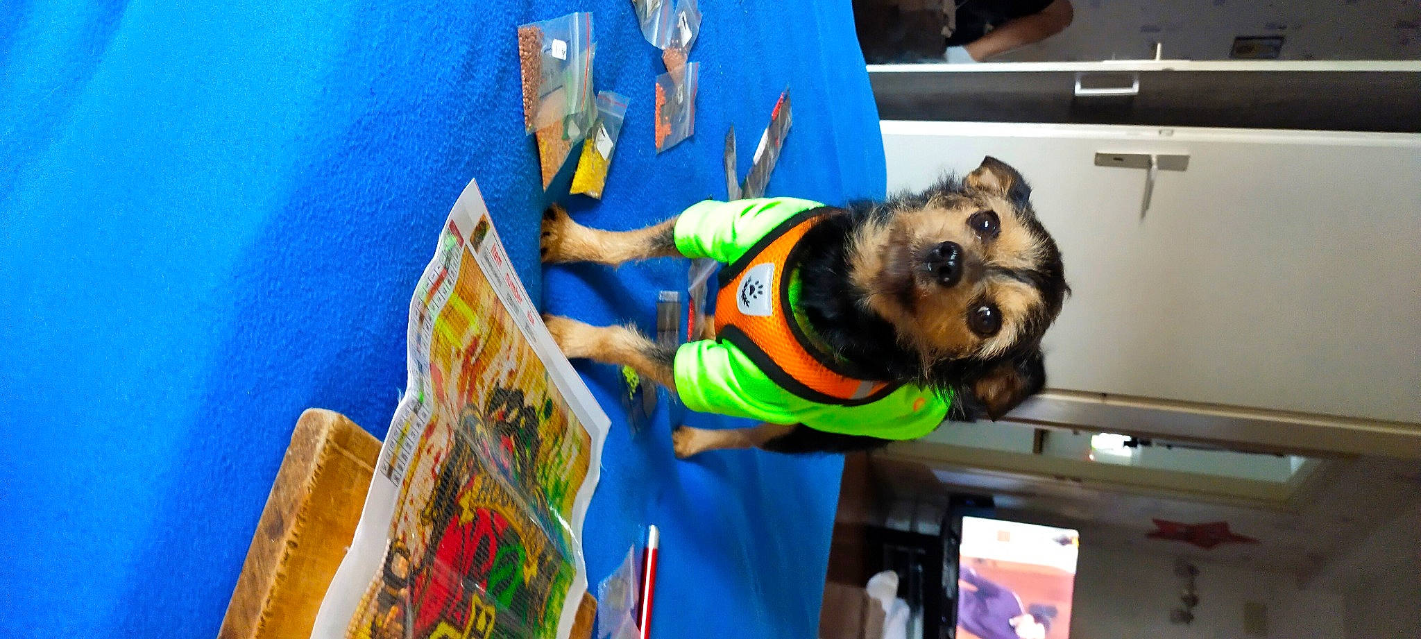 Junior participe au concours pour gagner de l'argent avec cette photo : art, carnivore, companion_dog, costume, dog, dog_breed, dog_clothes, event, fun, fur, room, small_terrier, sporting_group, sportswear, t_shirt, visual_arts