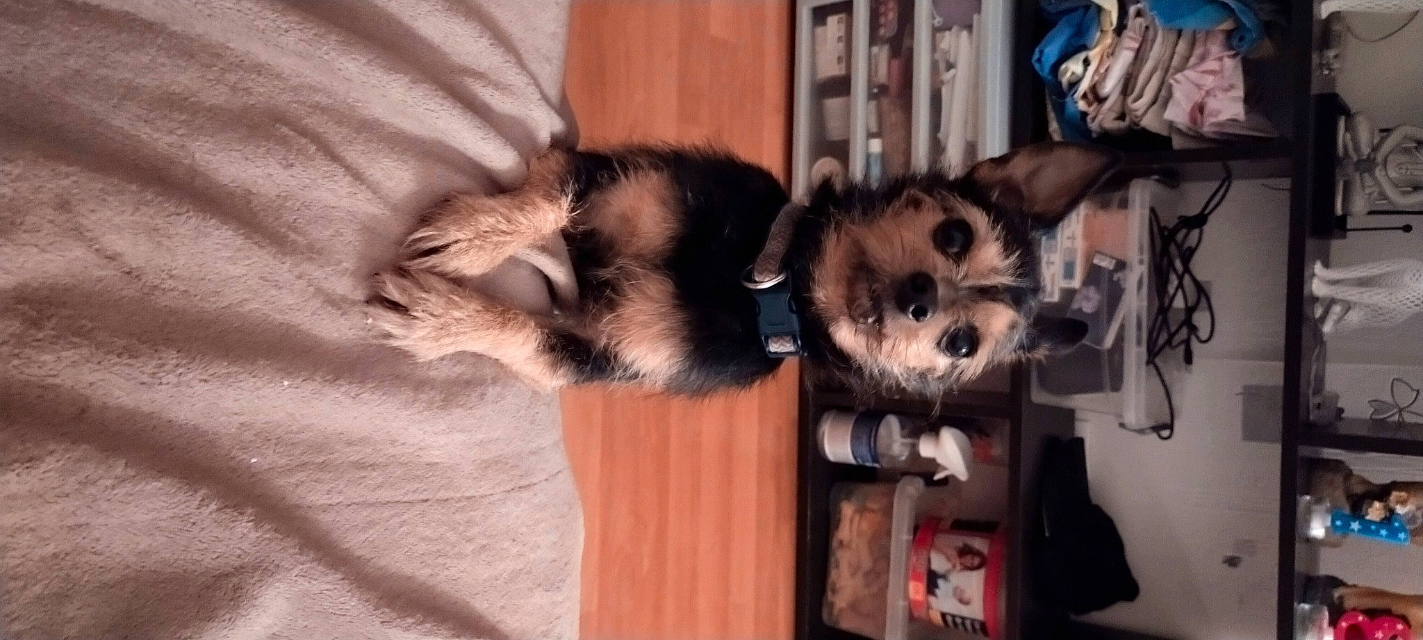 Junior a rejoint le concours — aidez-le/la à gagner de superbes lots ! canidae, carnivore, companion_dog, dog, dog_breed, fawn, felidae, fur, mammal, marsupial, possum, procyonidae, small_to_medium_sized_cats, snout, sporting_group, tail, whiskers, wildlife, window, working_animal