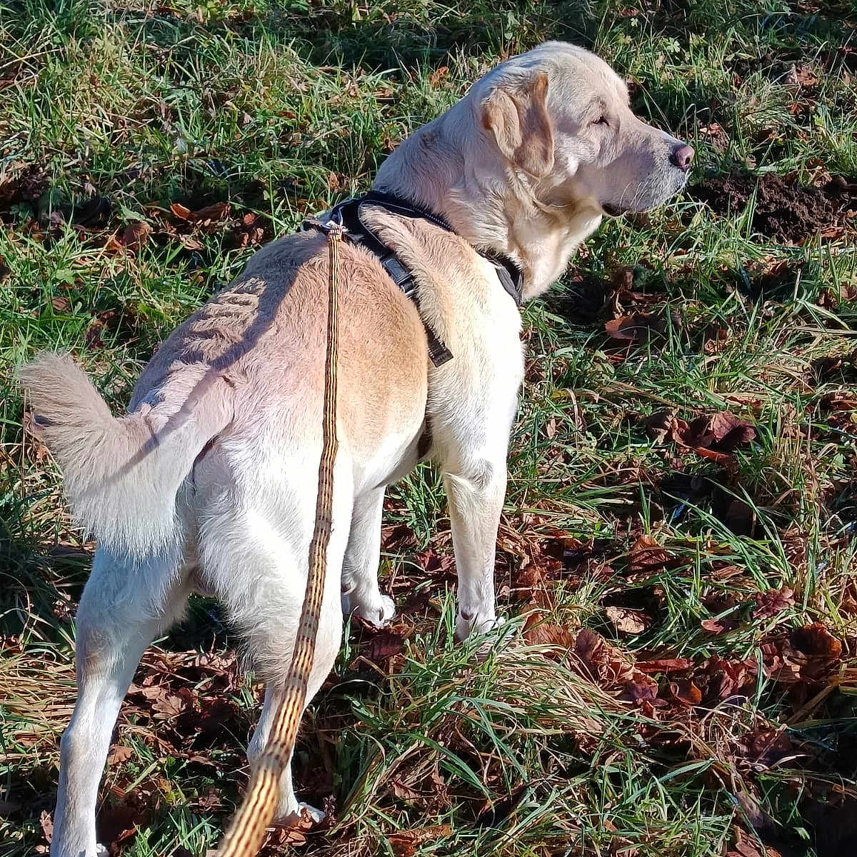 Samy participe au concours pour gagner de l'argent avec cette photo : accessories, animal, ball, canine, dog, grass, herbal, herbs, hound, labradorretriever, leash, nature, outdoors, pet, plant, puppy, soil, sport, strap, vegetation