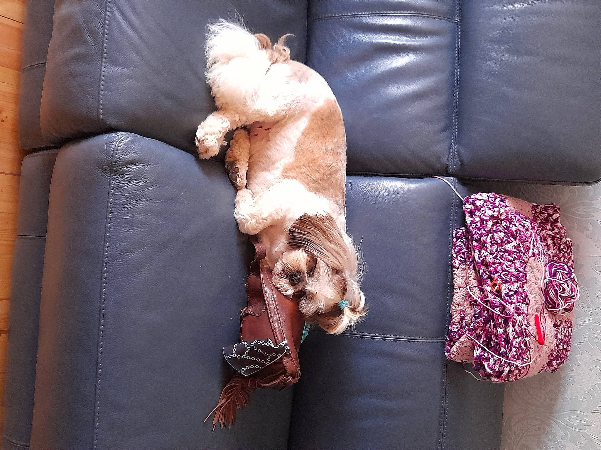 Fleur is registered to the contest to win money with this photo: carnivore, comfort, companion_dog, couch, dog, dress, fawn, furniture, hair, hand, human_leg, knee, leg, living_room, mammal, purple, sitting, studio_couch, textile, thigh