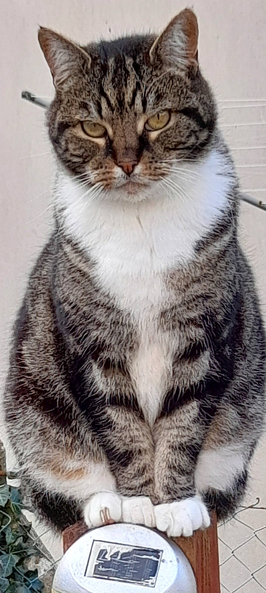 Thor joined the competition — help win amazing prizes! carnivore, cat, domestic_short_haired_cat, eye, felidae, fur, head, iris, photography, small_to_medium_sized_cats, snout, tail, terrestrial_animal, whiskers, wildlife