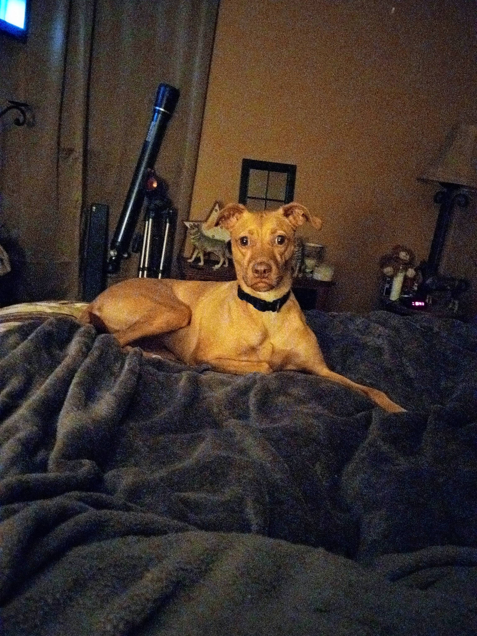 Luna is registered to the contest to win money with this photo: canidae, carnivore, chair, cloud, comfort, companion_dog, dog, dog_breed, fawn, flooring, fur, linens, metal, room, snout, sporting_group, tints_and_shades, toy_dog, wood, working_animal