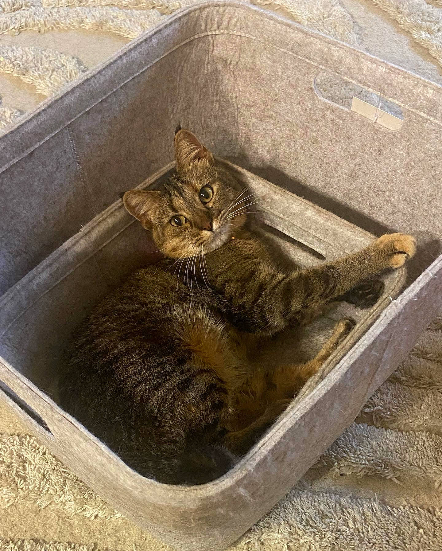 Evie joined the competition — help win amazing prizes! carnivore, cat, claw, domestic_short_haired_cat, fawn, felidae, fur, grass, metal, paw, road_surface, sitting, small_to_medium_sized_cats, snout, soil, tail, terrestrial_animal, whiskers, wood