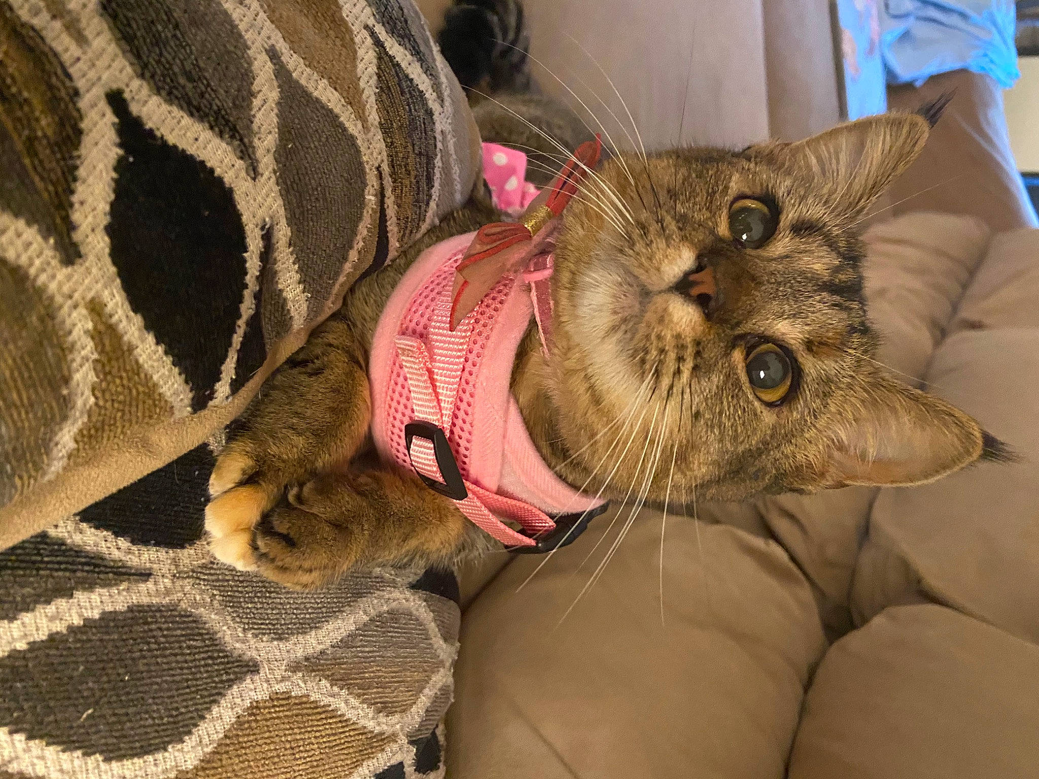 Evie is registered to the contest to win money with this photo: carnivore, cat, cat_bed, claw, comfort, domestic_short_haired_cat, fashion_accessory, fawn, felidae, fur, linens, nap, pattern, paw, small_to_medium_sized_cats, snout, tail, terrestrial_animal, whiskers