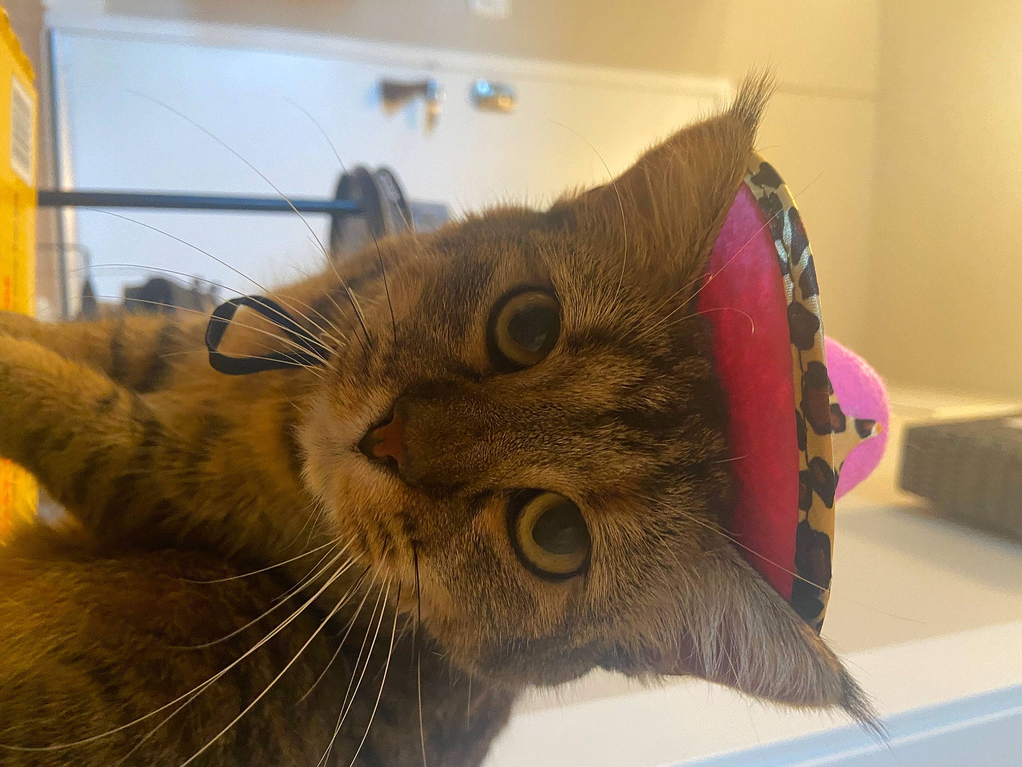 Evie is registered to the contest to win money with this photo: carnivore, cat, domestic_short_haired_cat, ear, fawn, felidae, fur, personal_protective_equipment, plant, small_to_medium_sized_cats, snout, whiskers