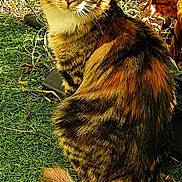 Princesse participe au concours pour gagner de l'argent avec cette photo : cat, tabby, outdoor, grass, animal, pet, feline, fur, tail, nature, garden, plant, curious, sitting, looking_back, whiskers, ears, daylight, leaf, closeup