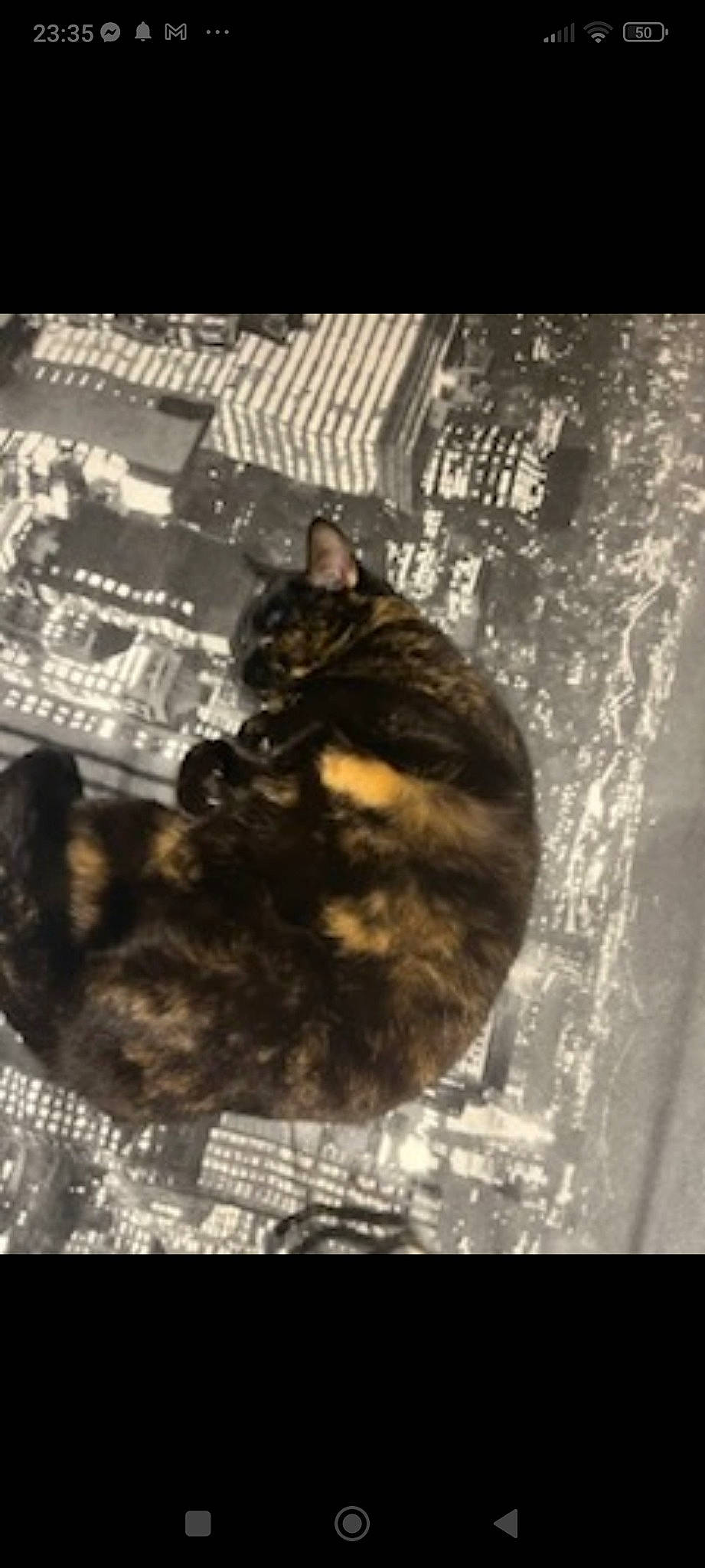 Orea a rejoint le concours — aidez-le/la à gagner de superbes lots ! black_cat, canidae, carnivore, cat, claw, darkness, domestic_short_haired_cat, felidae, font, fur, monochrome, monochrome_photography, pattern, paw, shadow, small_to_medium_sized_cats, tail, terrestrial_animal, whiskers, wood