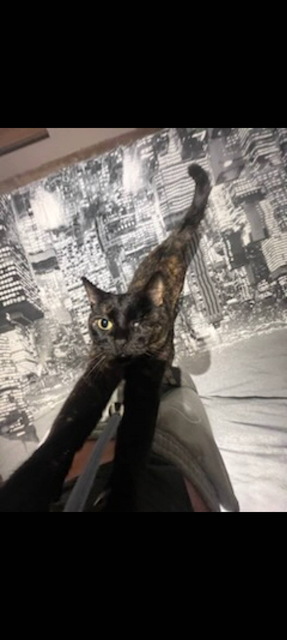 Orea participe au concours pour gagner de l'argent avec cette photo : carnivore, cat, city, darkness, domestic_short_haired_cat, event, felidae, font, fur, gesture, monochrome, monochrome_photography, night, shadow, small_to_medium_sized_cats, tail, tints_and_shades, tree, visual_arts, whiskers