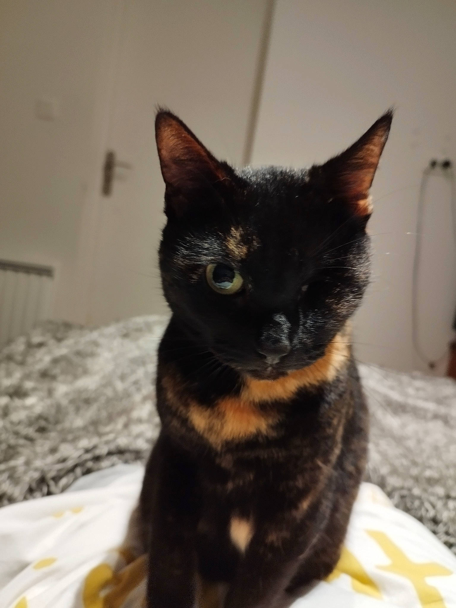 Orea participe au concours pour gagner de l'argent avec cette photo : black_cat, bombay, carnivore, cat, cat_supply, claw, domestic_short_haired_cat, felidae, fur, paw, small_to_medium_sized_cats, snout, whiskers