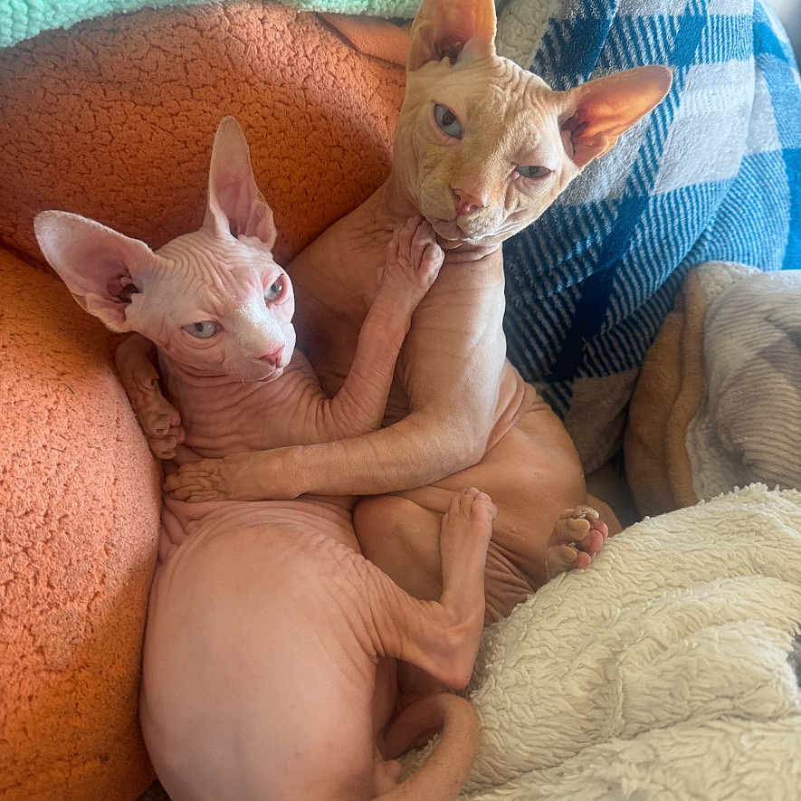 Sammy And Bubbles is registered to the contest to win money with this photo: abyssinian, animal, baby, blanket, bodypart, cat, couch, cushion, face, finger, furniture, hand, head, homedecor, indoors, kitten, person, pet, photography, portrait