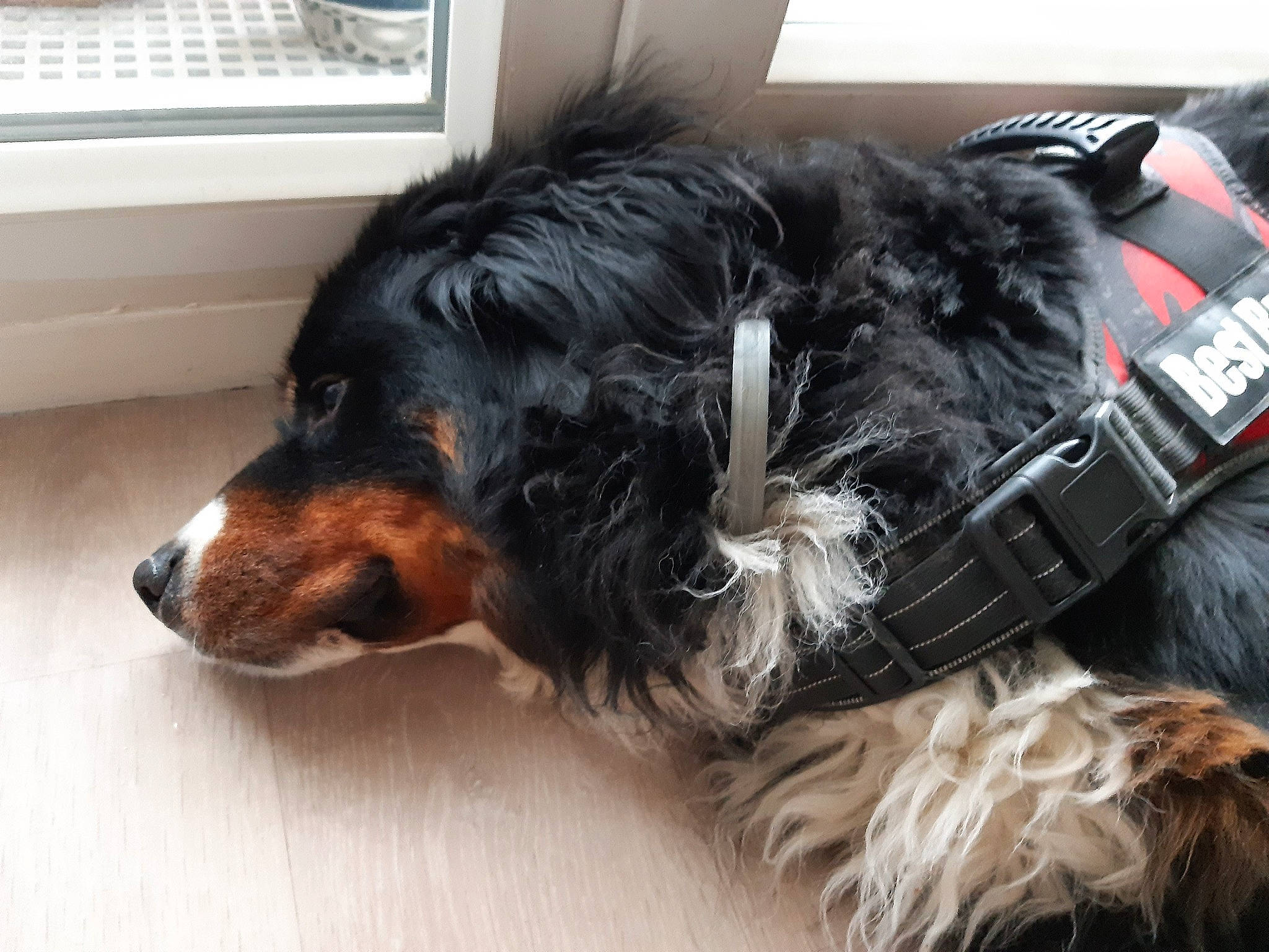 Hindy participe au concours pour gagner de l'argent avec cette photo : canidae, carnivore, collar, companion_dog, dog, dog_breed, dog_collar, ear, fur, liver, snout, spaniel, sporting_group, tail, whiskers, window, window_blind, window_covering, working_animal, working_dog