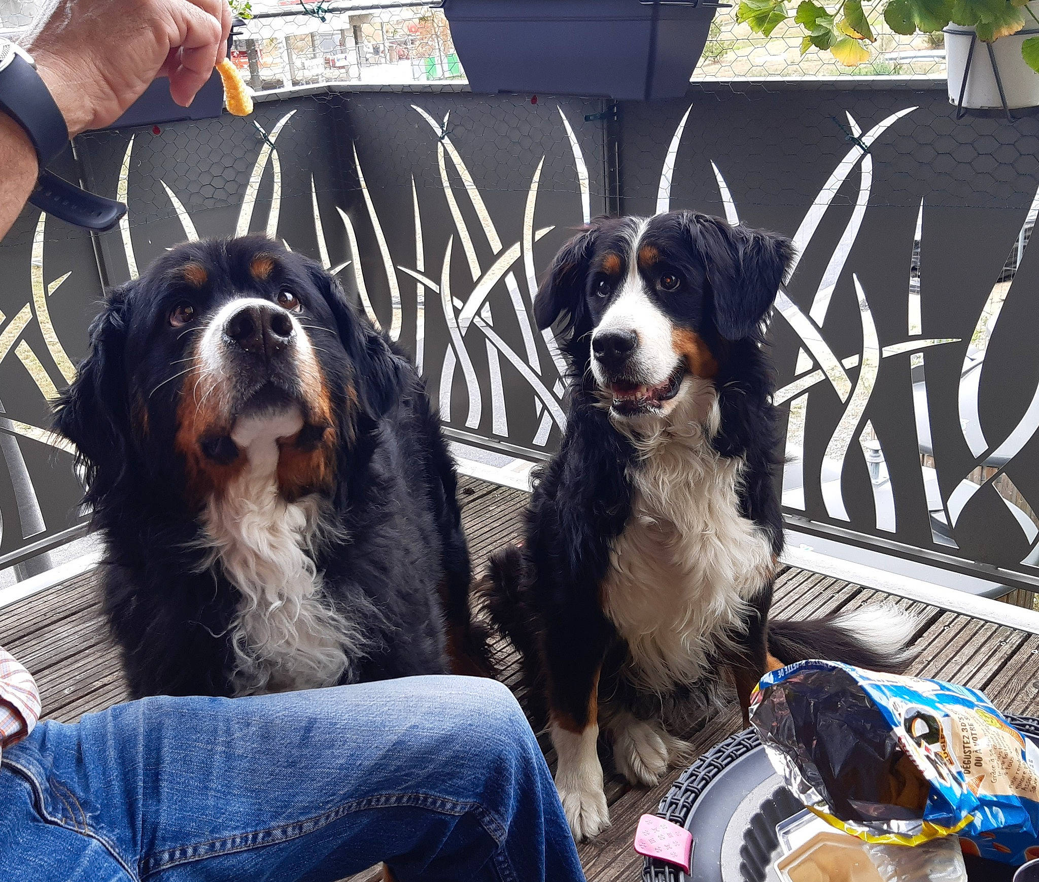 Hindy a rejoint le concours — aidez-le/la à gagner de superbes lots ! bag, bernese_mountain_dog, canidae, carnivore, collar, companion_dog, dog, dog_breed, dog_supply, fur, giant_dog_breed, greater_swiss_mountain_dog, herding_dog, leash, luggage_and_bags, snout, sporting_group, street_fashion, watch, working_dog