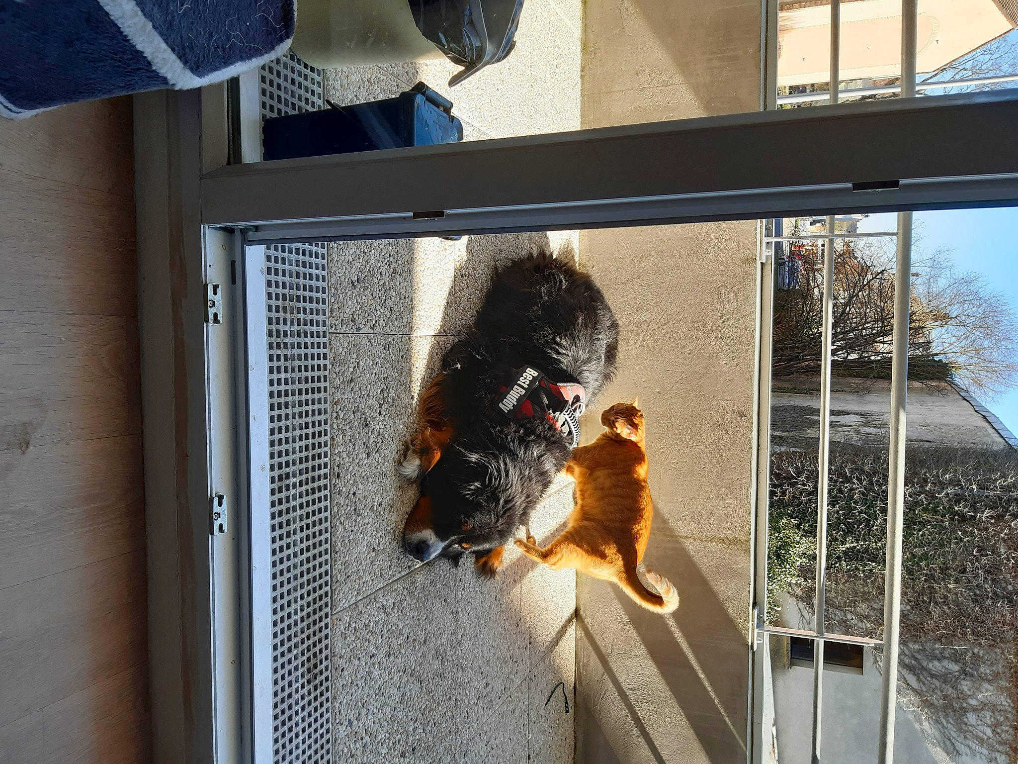 Hindy participe au concours pour gagner de l'argent avec cette photo : building, carnivore, dog_breed, fawn, felidae, fur, glass, line, mammal, mesh, metal, pet_supply, reflection, sash_window, small_to_medium_sized_cats, sporting_group, tail, tints_and_shades, tree, window