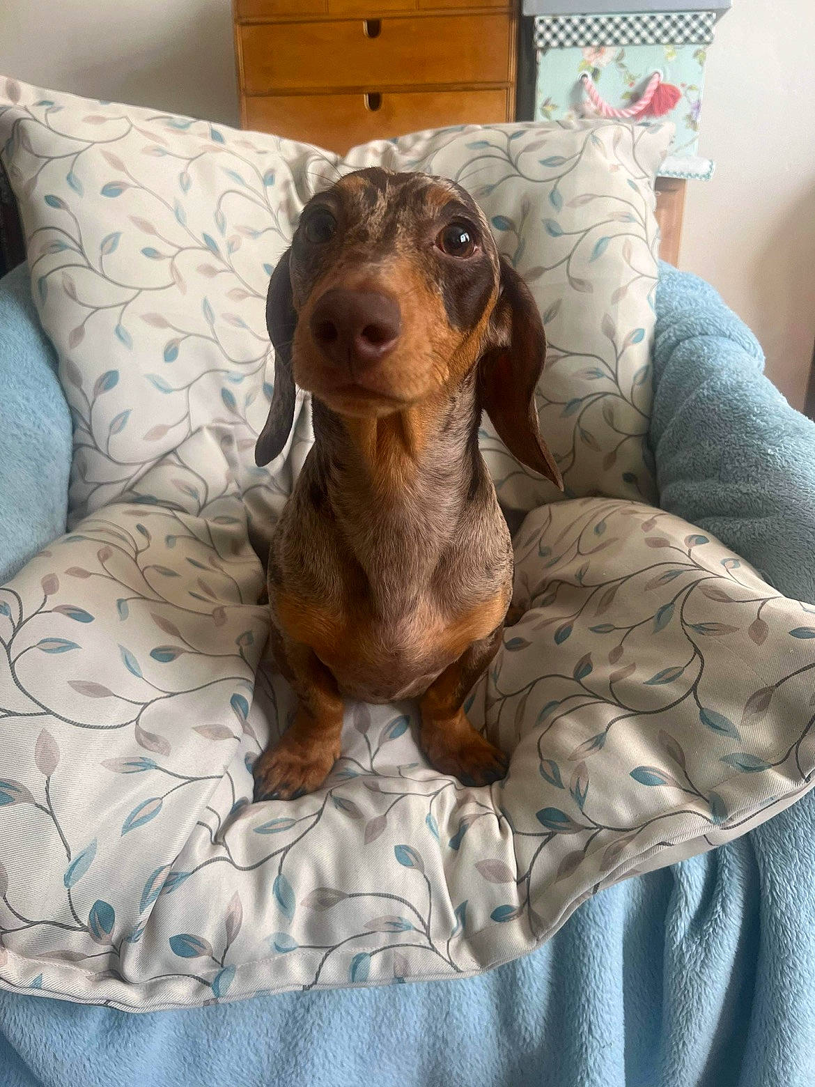 Dudley is registered to the contest to win money with this photo: bed, bedding, brown, canidae, carnivore, comfort, companion_dog, couch, dog, dog_breed, fawn, linens, liver, living_room, pillow, room, sporting_group, textile, wood, working_animal