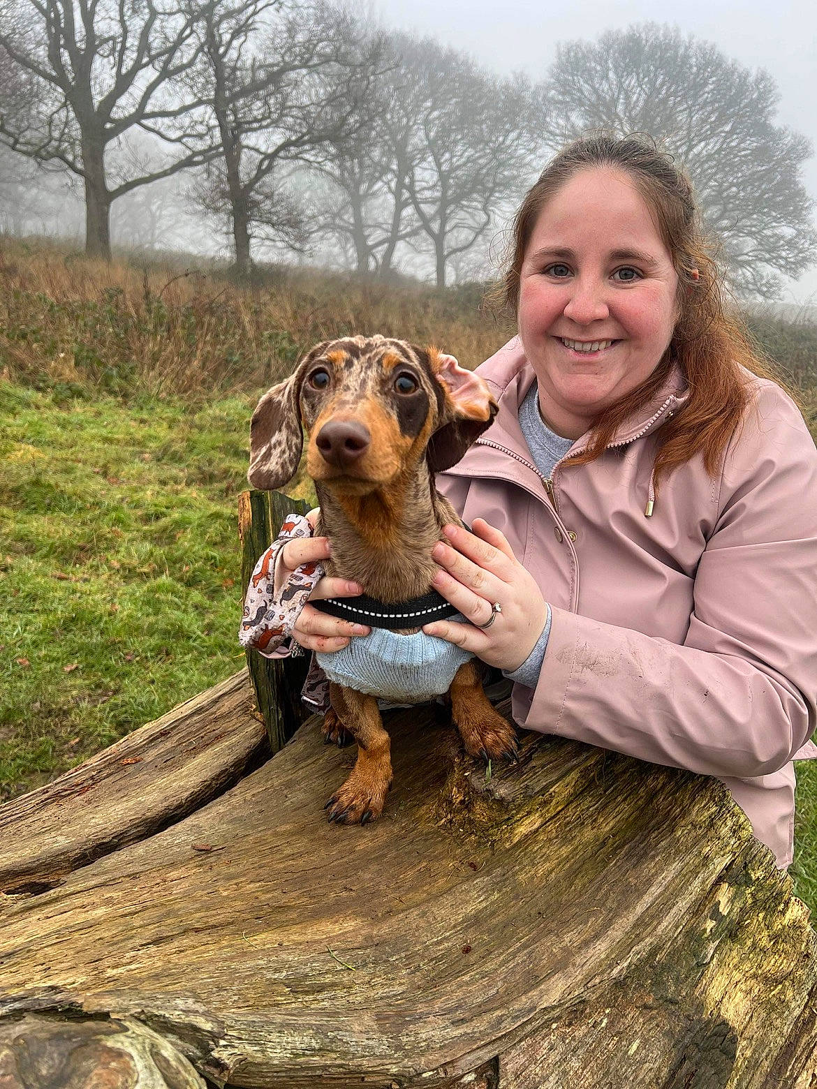 Dudley joined the competition — help win amazing prizes! canidae, carnivore, companion_dog, dog, dog_breed, fawn, fun, grass, guard_dog, happy, hound, landscape, liver, plant, sky, smile, sporting_group, tree, wood, working_animal