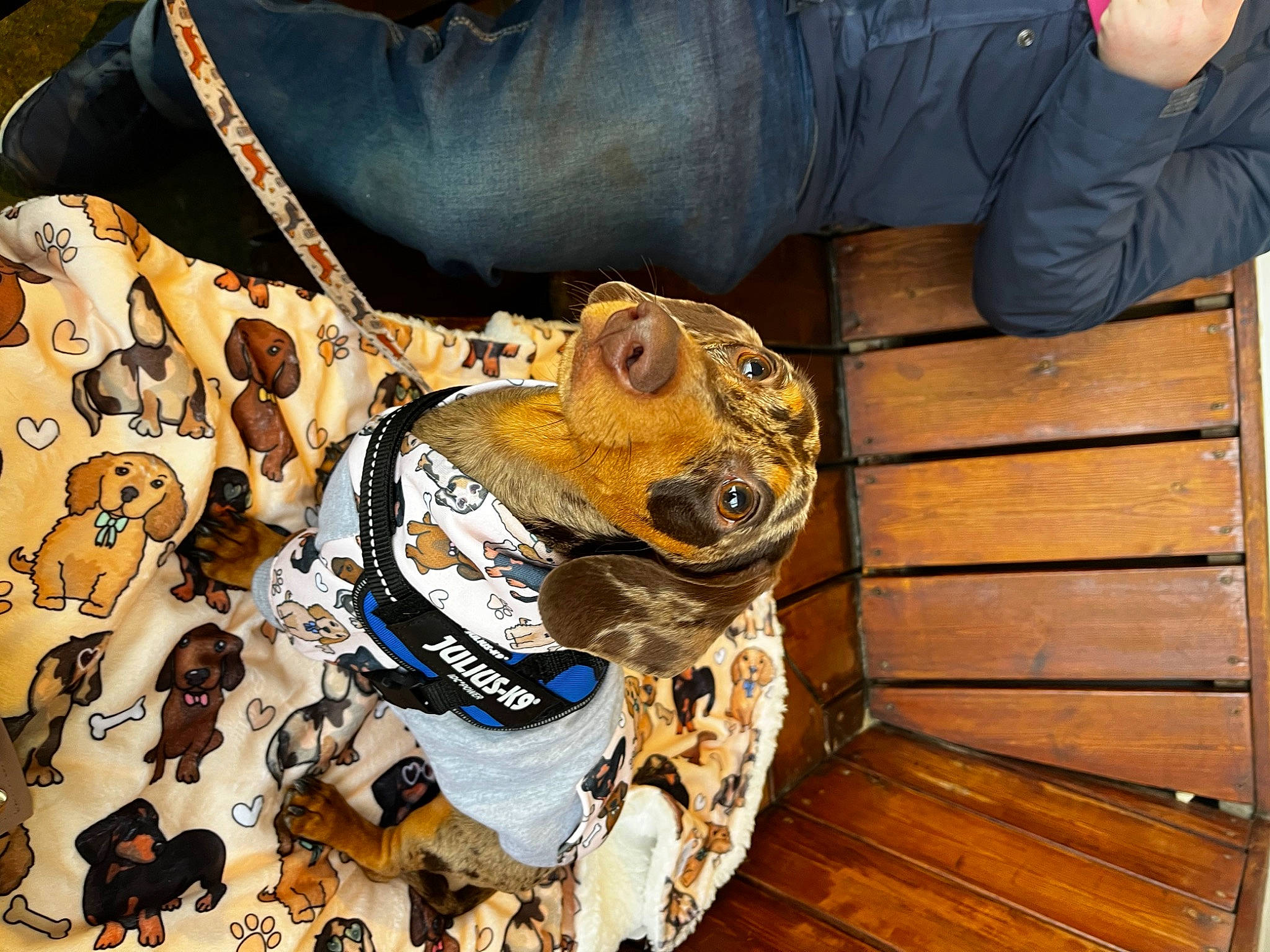 Dudley is registered to the contest to win money with this photo: amphibian, bag, eyewear, fashion_accessory, felidae, hardwood, human_leg, luggage_and_bags, lumber, military_camouflage, outdoor_shoe, pattern, personal_protective_equipment, plank, sleeve, terrestrial_animal, visual_arts, wood, wood_flooring, wood_stain