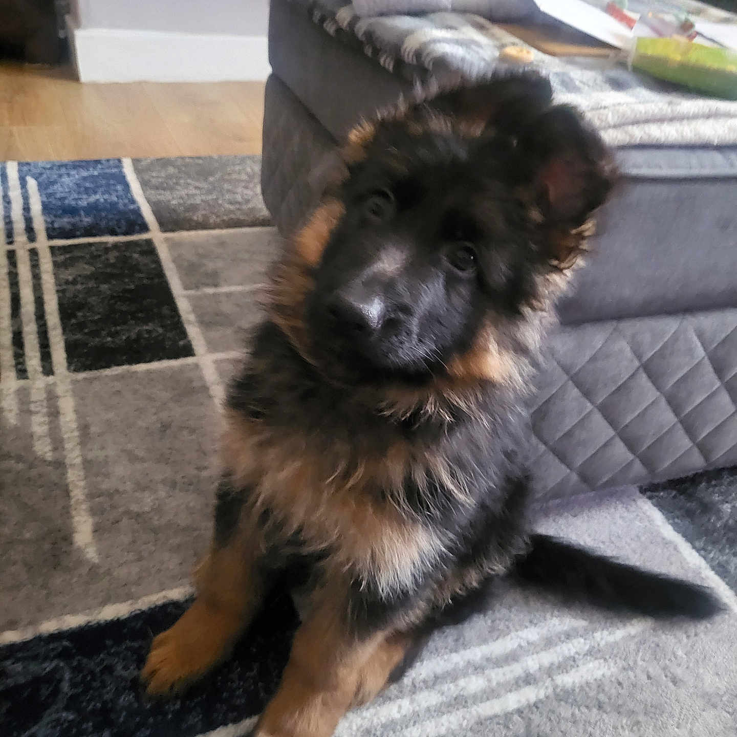 Alba joined the competition — help win amazing prizes! animal, architecture, ball, building, canine, cockerspaniel, couch, cushion, dog, furniture, germanshepherd, homedecor, indoors, interiordesign, livingroom, pet, puppy, room, sport, tennis