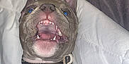 Pablo a rejoint le concours — aidez-le/la à gagner de superbes lots ! animal, bed, bodypart, bulldog, canine, cushion, dog, face, frenchbulldog, furniture, head, homedecor, mouth, person, pet, photography, pitbull, portrait, puppy, teeth