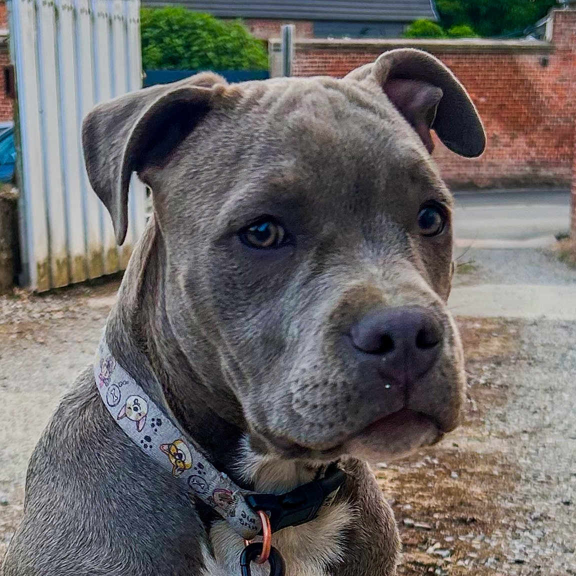 Pablo a rejoint le concours — aidez-le/la à gagner de superbes lots ! animal, background, brick_wall, calm, canine, close_up, collar, dog, ears, fence, gravel, gray_dog, looking_away, nature, outdoor, pet, residential_area, snout, street, young_dog