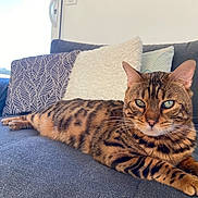 Quiki a rejoint le concours — aidez-le/la à gagner de superbes lots ! animal, bengal_cat, cat, christmas_tree, couch, cozy, daylight, decor, feline, fur, indoor, living_room, pet, pillows, relaxed, resting, sofa, striped, whiskers, window