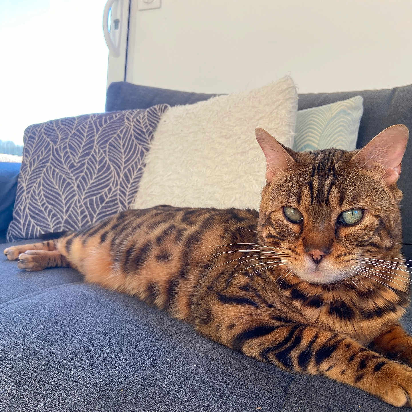 Quiki a rejoint le concours — aidez-le/la à gagner de superbes lots ! animal, bengal_cat, cat, christmas_tree, couch, cozy, daylight, decor, feline, fur, indoor, living_room, pet, pillows, relaxed, resting, sofa, striped, whiskers, window
