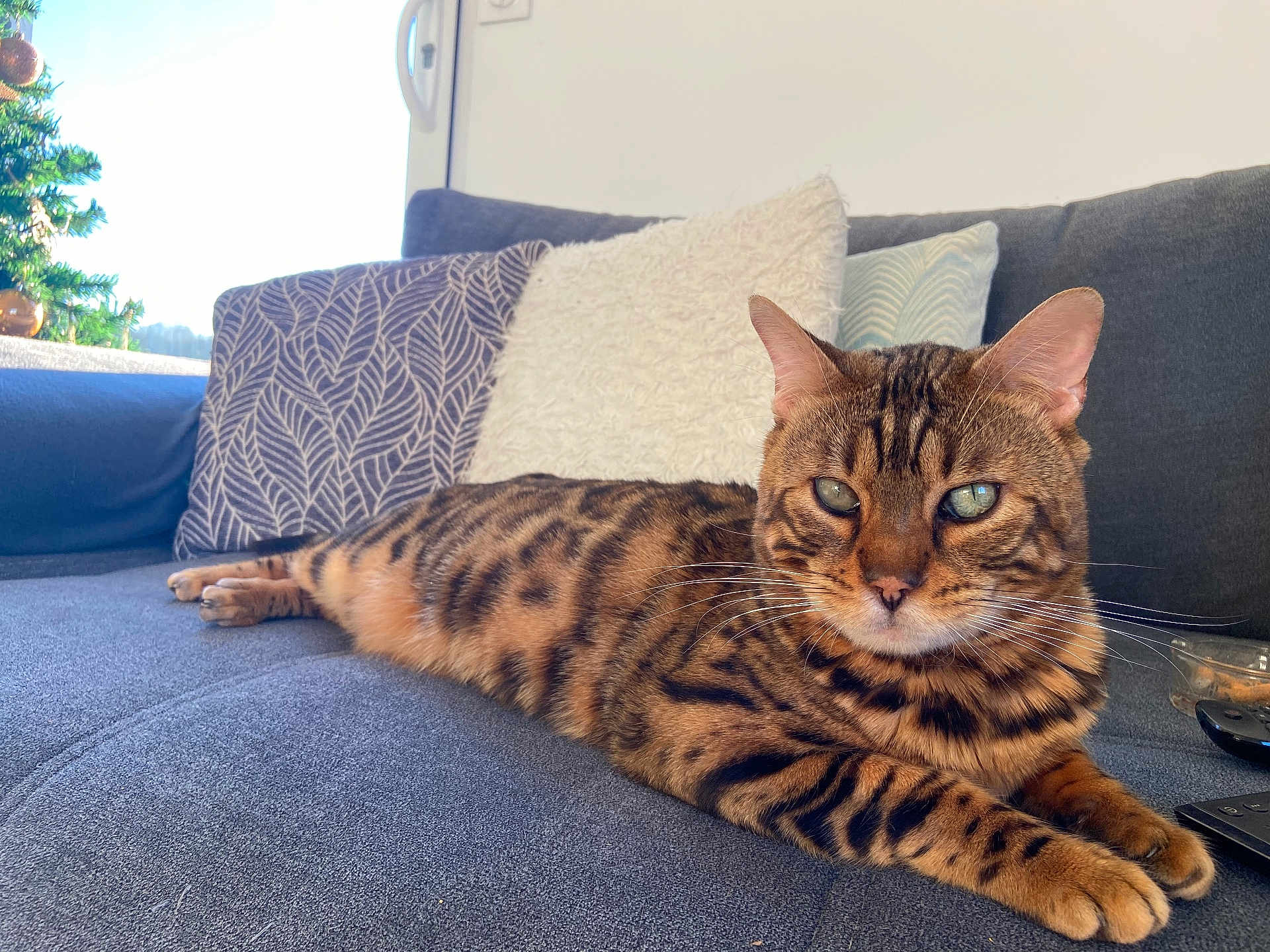 Quiki a rejoint le concours — aidez-le/la à gagner de superbes lots ! animal, bengal_cat, cat, christmas_tree, couch, cozy, daylight, decor, feline, fur, indoor, living_room, pet, pillows, relaxed, resting, sofa, striped, whiskers, window