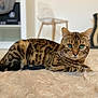 Quiki a rejoint le concours — aidez-le/la à gagner de superbes lots ! animal, bengal_cat, blurred_background, cat, chair, closeup, cozy, domestic_cat, feline, fur, furniture, green_eyes, indoor, lying_down, mammal, pet, resting, rug, shelf, whiskers