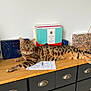 Quiki participe au concours pour gagner de l'argent avec cette photo : animal, box, candle, cat, curious, decor, dresser, ears, eyes, furniture, indoor, paper, pet, relaxed, resting, room, spotted, tail, whiskers, wood