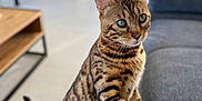 Quiki a rejoint le concours — aidez-le/la à gagner de superbes lots ! animal, bengal_cat, cat, couch, curious, domestic_animal, eyes, feline, floor, fur, furniture, indoor, living_room, looking, paw, pet, standing, striped, tail, whiskers