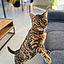 animal, bengal_cat, cat, couch, curious, domestic_animal, eyes, feline, floor, fur, furniture, indoor, living_room, looking, paw, pet, standing, striped, tail, whiskers