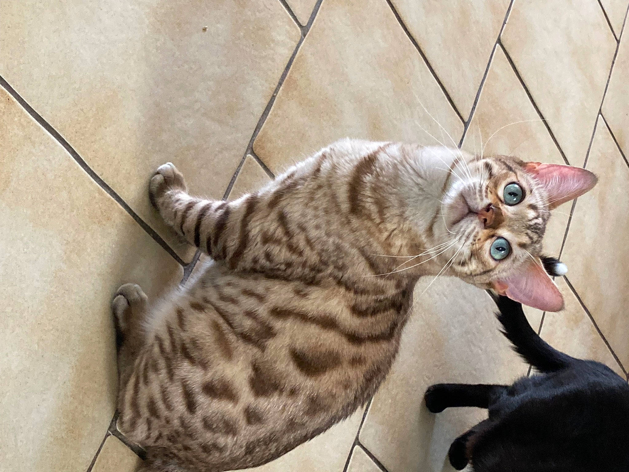 Salem a rejoint le concours — aidez-le/la à gagner de superbes lots ! birman, carnivore, cat, claw, comfort, domestic_short_haired_cat, fang, fawn, felidae, flooring, fur, paw, small_to_medium_sized_cats, snout, tail, terrestrial_animal, whiskers, wildlife, wood