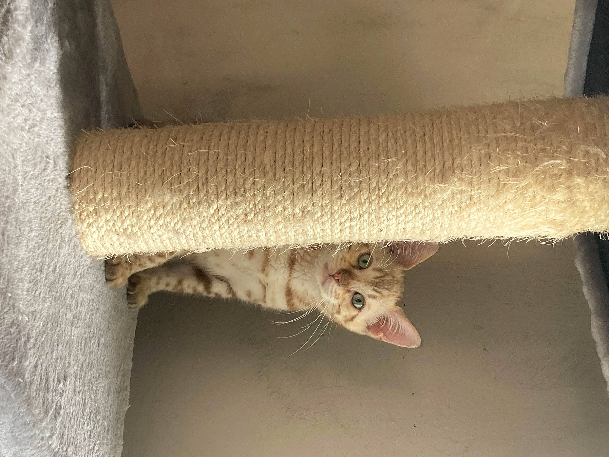 Salem a rejoint le concours — aidez-le/la à gagner de superbes lots ! carnivore, cat, domestic_short_haired_cat, fawn, felidae, flooring, fur, hardwood, line, linens, pet_supply, rodent, shelf, small_to_medium_sized_cats, snout, tail, textile, whiskers, window, wood