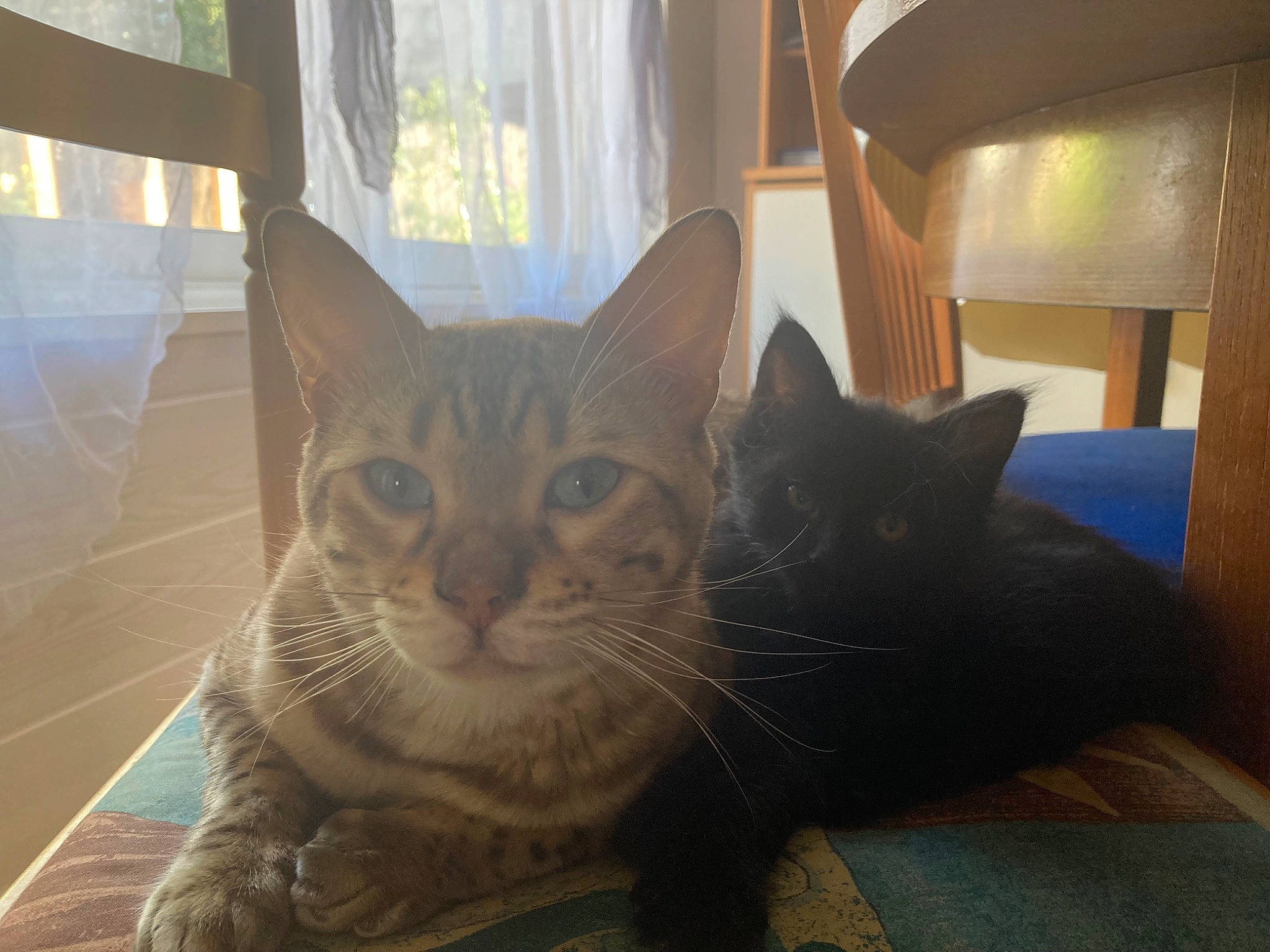 Salem participe au concours pour gagner de l'argent avec cette photo : carnivore, cat, comfort, curtain, domestic_short_haired_cat, felidae, flooring, fur, glass, hardwood, paw, room, small_to_medium_sized_cats, tail, whiskers, window, window_treatment, wood