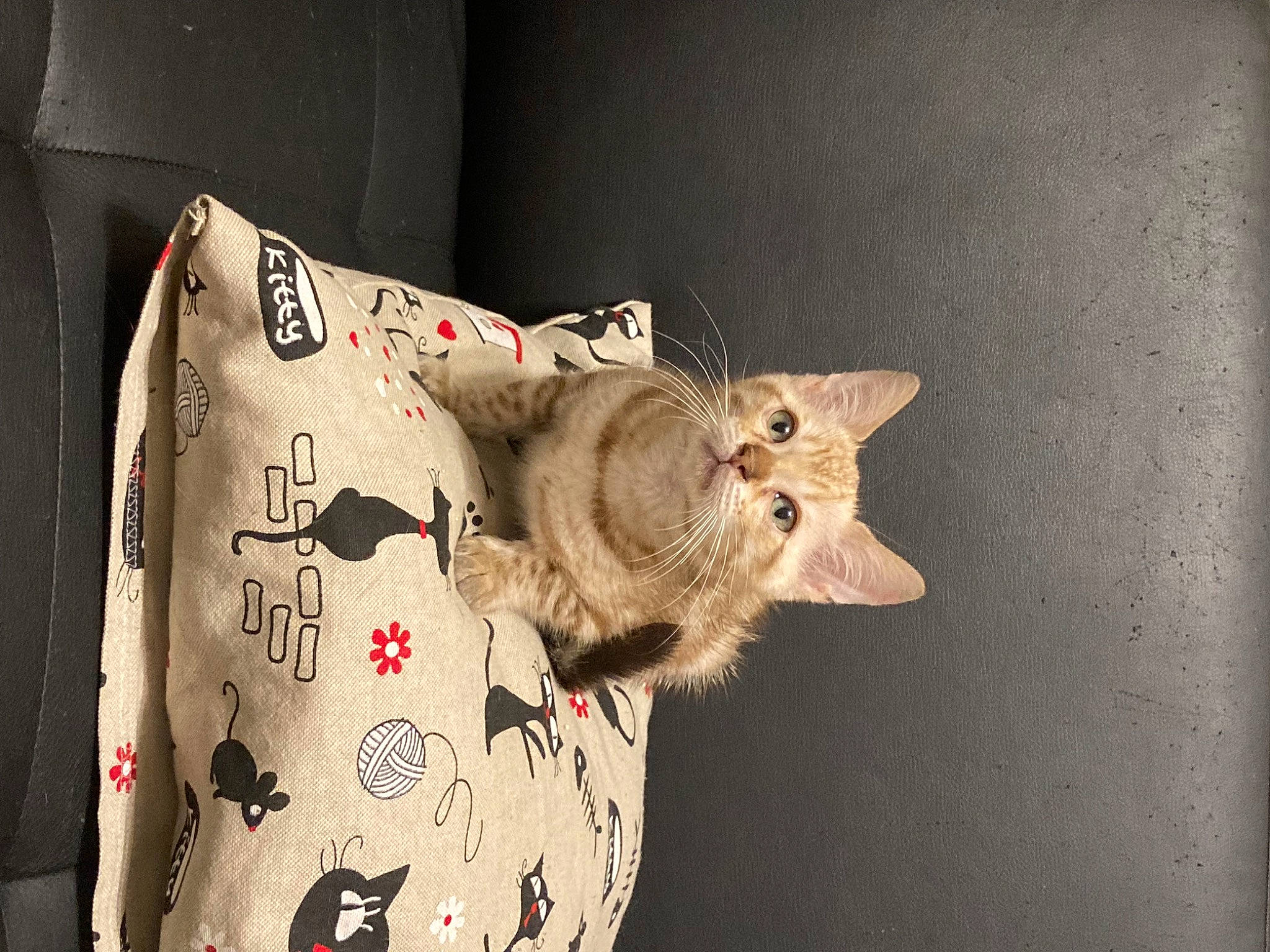 Salem participe au concours pour gagner de l'argent avec cette photo : carmine, carnivore, cat, domestic_short_haired_cat, fashion_accessory, fawn, felidae, fur, linens, pattern, plush, room, sleeve, small_to_medium_sized_cats, snout, stuffed_toy, tail, visual_arts, whiskers, wood