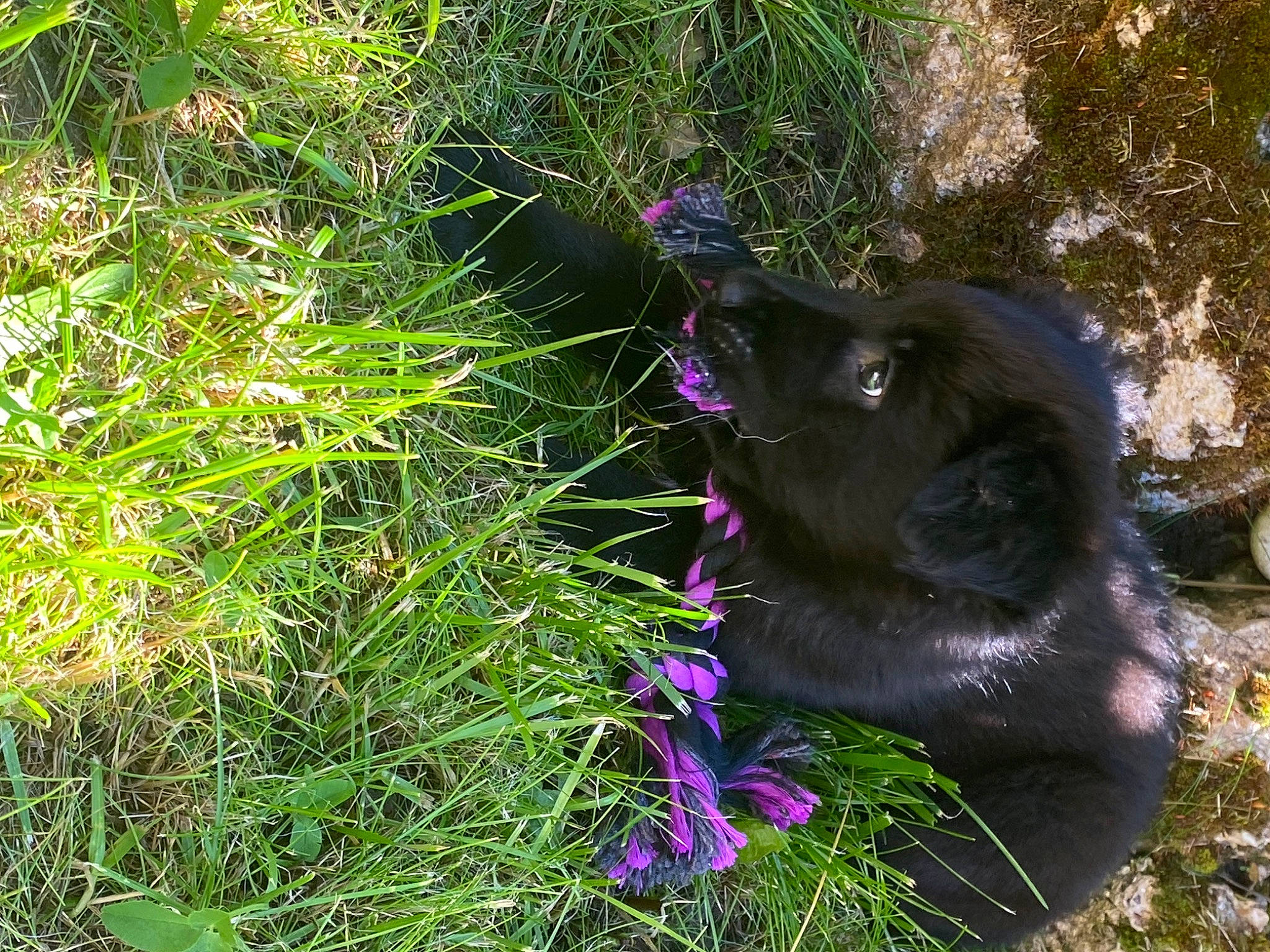 Viana a rejoint le concours — aidez-le/la à gagner de superbes lots ! annual_plant, canidae, carnivore, dog, dog_breed, fawn, flower, flowering_plant, fur, grass, groundcover, herbaceous_plant, liver, magenta, plant, shrub, sporting_group, tail, terrestrial_plant, working_animal