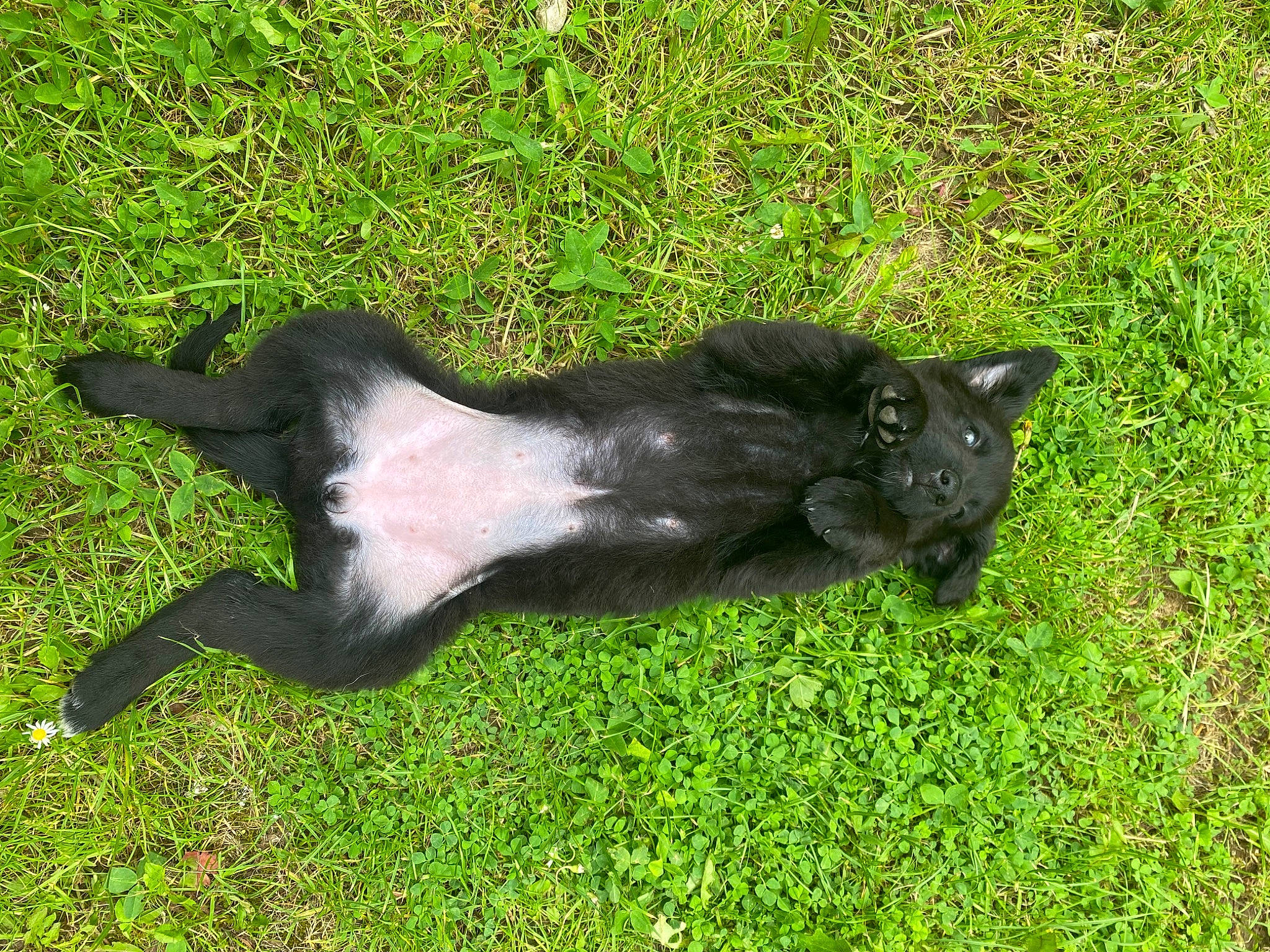 Viana participe au concours pour gagner de l'argent avec cette photo : art, dog_breed, grass, grassland, groundcover, liver, metal, pasture, plant, sculpture, statue, tail, terrestrial_animal, working_animal