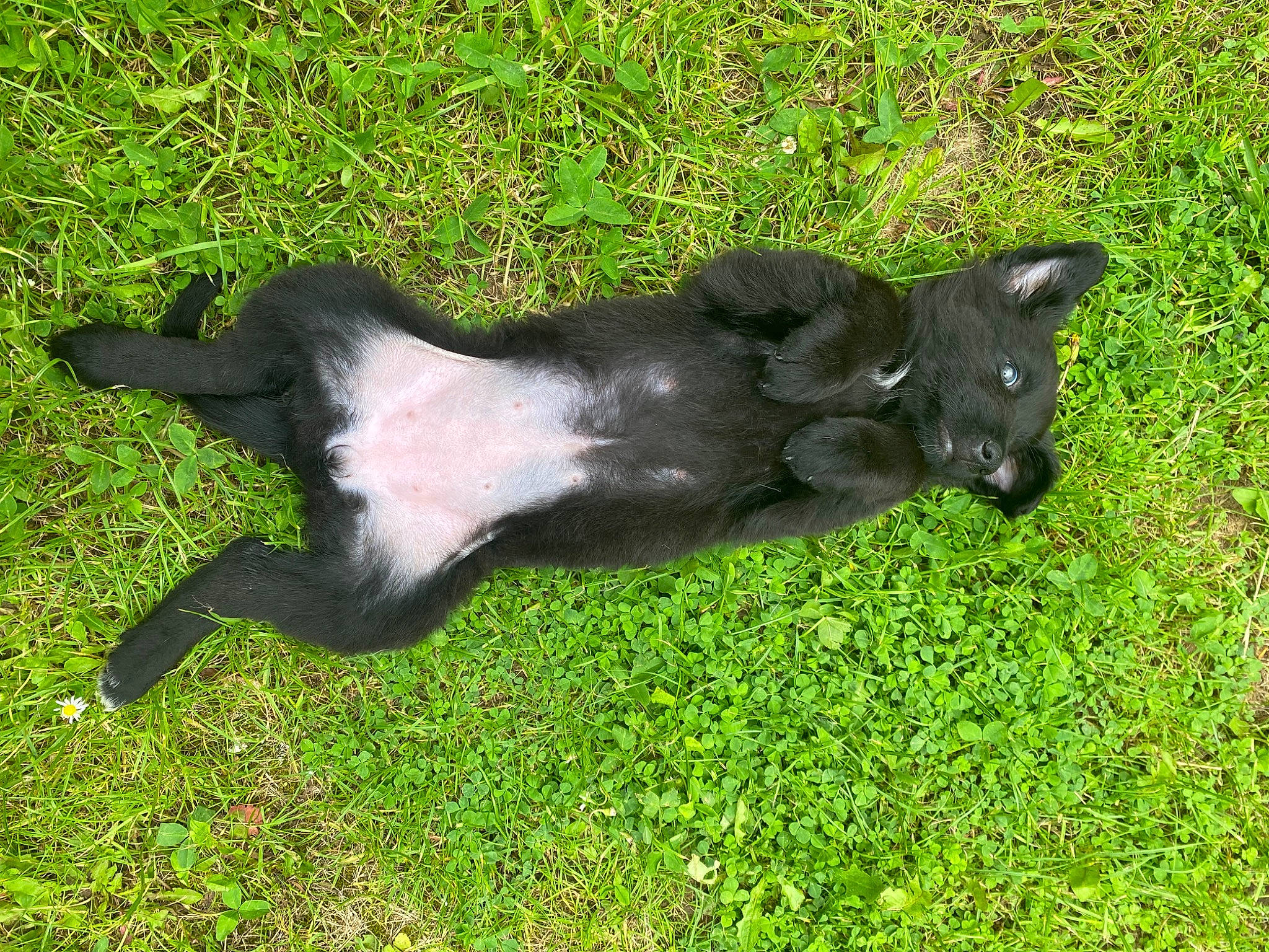 Viana a rejoint le concours — aidez-le/la à gagner de superbes lots ! art, canidae, carnivore, companion_dog, dog, dog_breed, fawn, grass, grassland, groundcover, liver, pasture, plant, sculpture, snout, sporting_group, tail, terrestrial_animal, working_animal