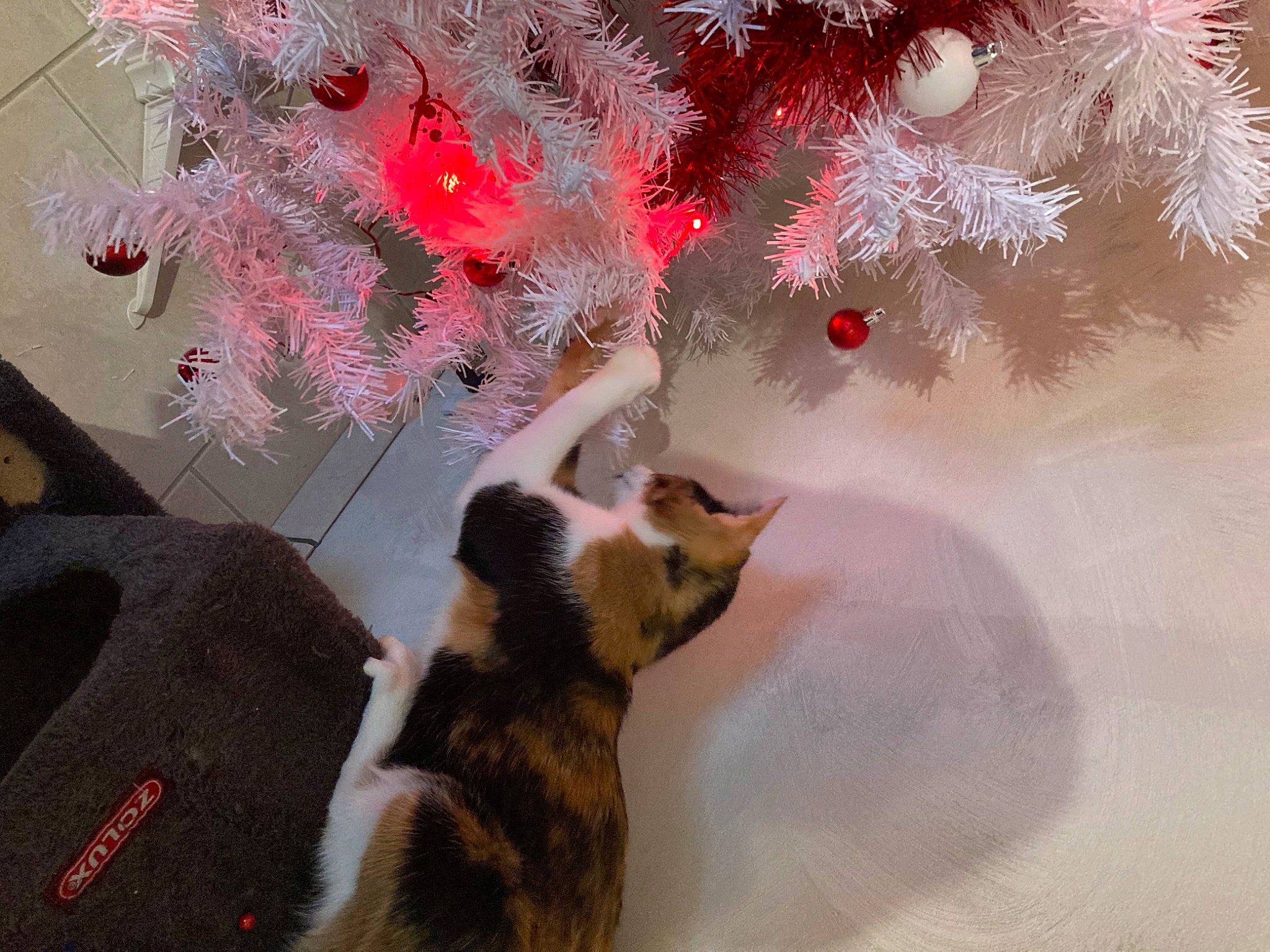 Harley a rejoint le concours — aidez-le/la à gagner de superbes lots ! art, carmine, carnivore, cat, domestic_short_haired_cat, event, fashion_accessory, fawn, felidae, fur, holiday, organism, paw, petal, plant, small_to_medium_sized_cats, tail, tree, twig, whiskers