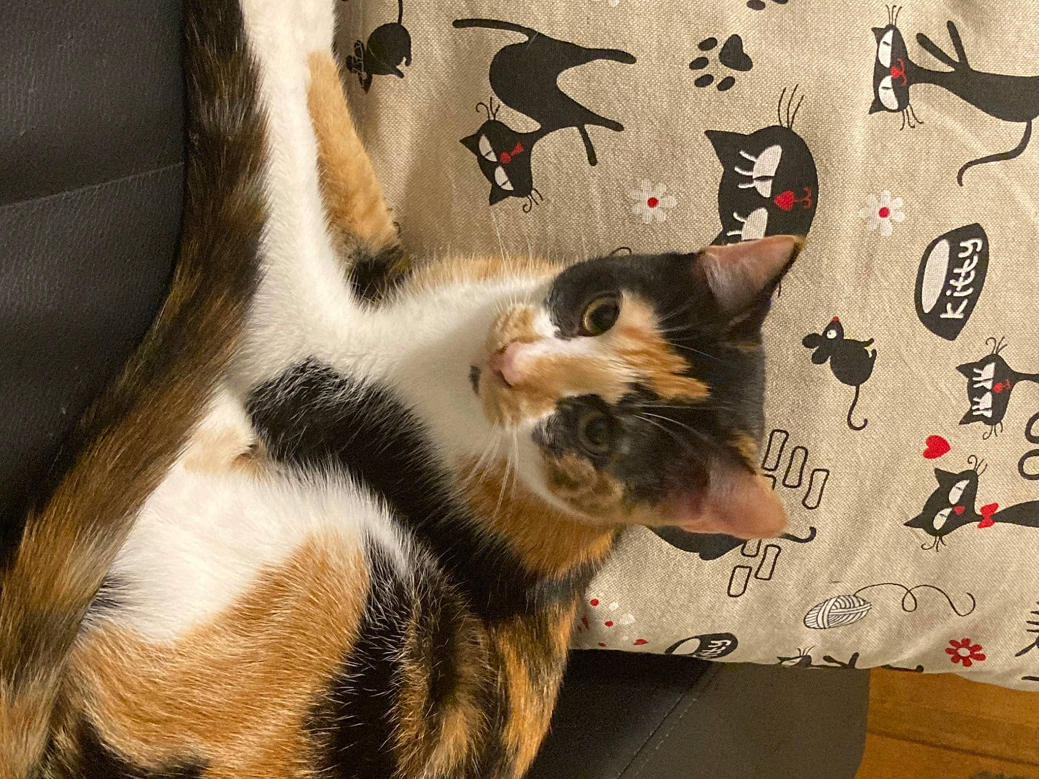 Harley participe au concours pour gagner de l'argent avec cette photo : art, carmine, carnivore, cat, claw, domestic_short_haired_cat, felidae, fur, graphics, painting, paw, small_to_medium_sized_cats, snout, tail, visual_arts, whiskers, wood